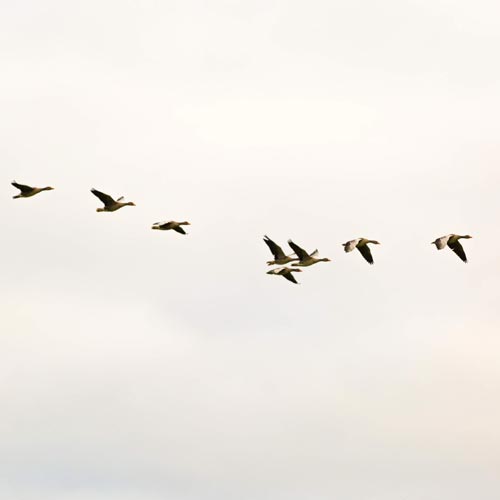bird