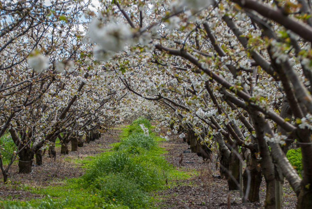 Cerejeiras em flor