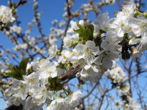 Cerejeiras em flor